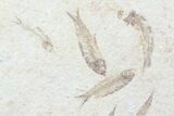 Multiple () Small Knightia Fossil Fish - Wyoming #77130-1